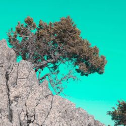 Low angle view of plant against clear blue sky