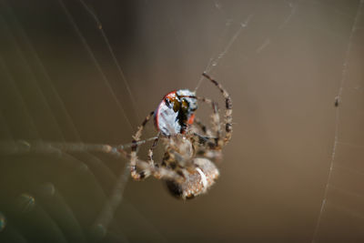 Close-up of spider on web