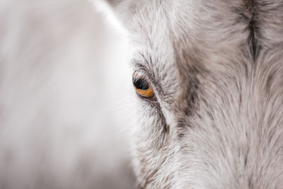 Close-up portrait of dog