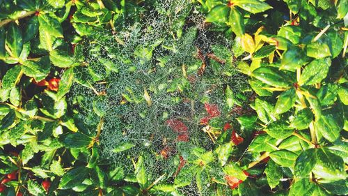 Full frame shot of ivy growing on plant