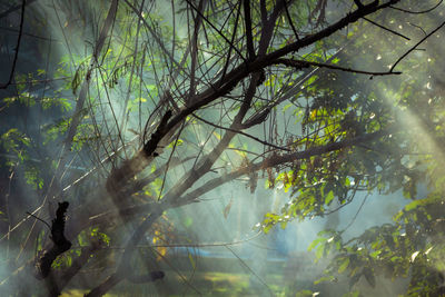 Trees growing in forest