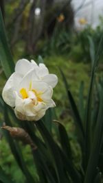 Close-up of white flower blooming outdoors