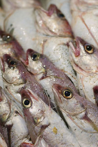 Close-up of fish for sale in market