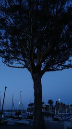 Low angle view of tree at night