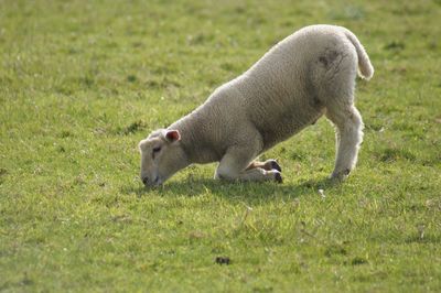 Sheep in a field