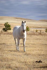 View of white horse on field