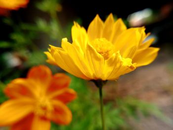 Close-up of yellow flower blooming outdoors