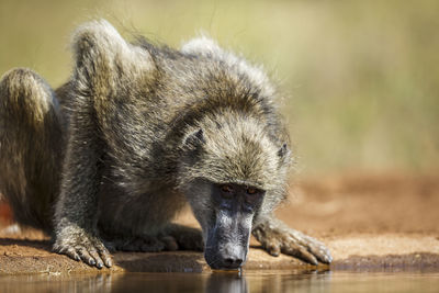 Close-up of monkey