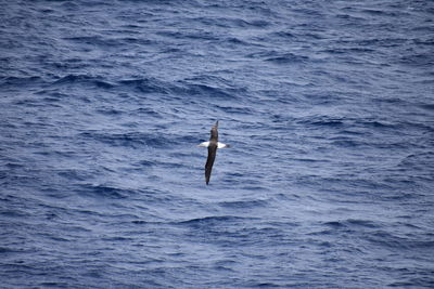 View of bird flying over sea