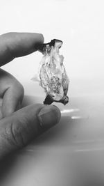 Close-up of hand holding crab