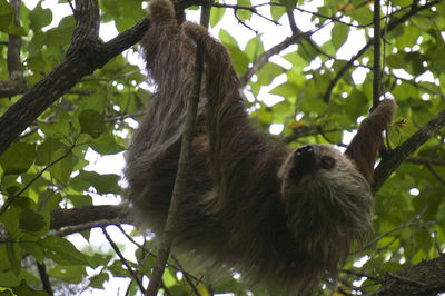 Low angle view of bird on tree trunk