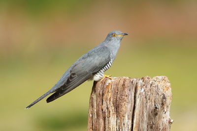 Close-up of bird perching on wooden post