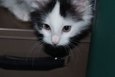 Close-up portrait of cat