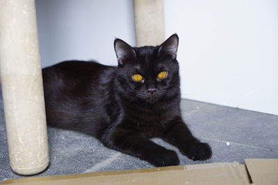 Close-up portrait of black cat