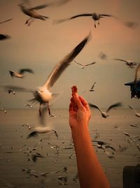 Low angle view of seagulls flying