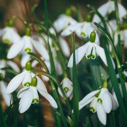 Close-up of flowers blooming outdoors