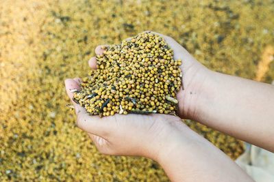 Close-up of hand holding leaf