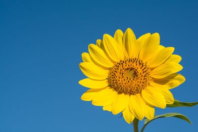 Close-up of sunflower against clear blue sky