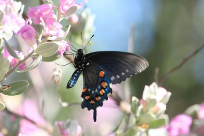 Close-up of butterfly perching on flower