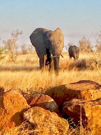 View of elephant standing on grassy field