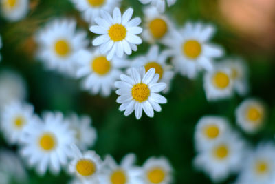 Close-up of white daisy flowers