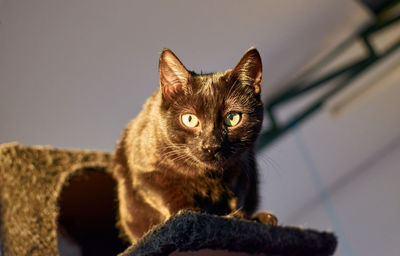 Portrait of cat looking at camera