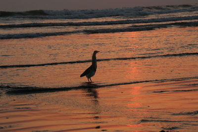 Bird on lake during sunset