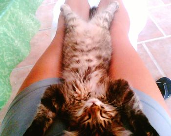 Cat resting on tiled floor