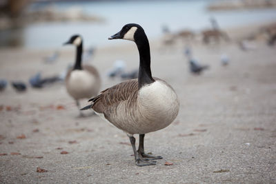 Fauna birds shorebirds canada goose canadian icon swimming malden park pond on an overcast day