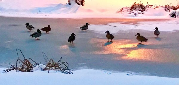 Flock of birds perching on frozen field against sky during sunset