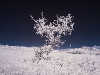 Tree on snow covered field against sky at night
