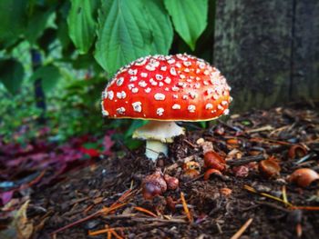 Close-up of fly agaric mushroom on land