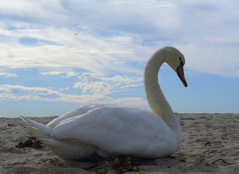 Close-up of swan against sky