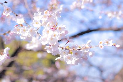 Low angle view of cherry blossoms in spring