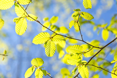 Close-up of yellow flowering plant against sky