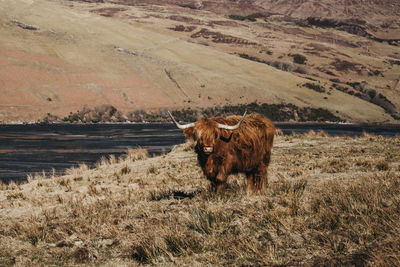 Highland cattle standing on field