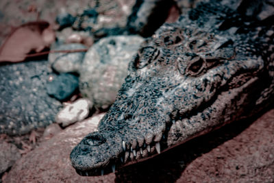 Close-up of crocodile on rock