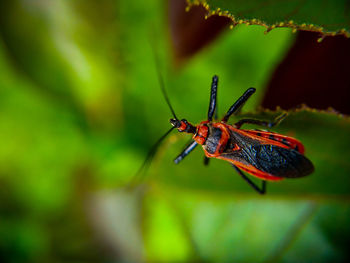 Close-up of insect on plant