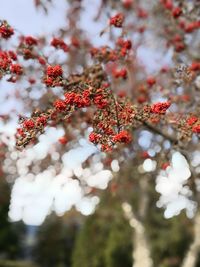 Close-up of tree