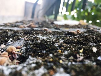 Close-up of lizard