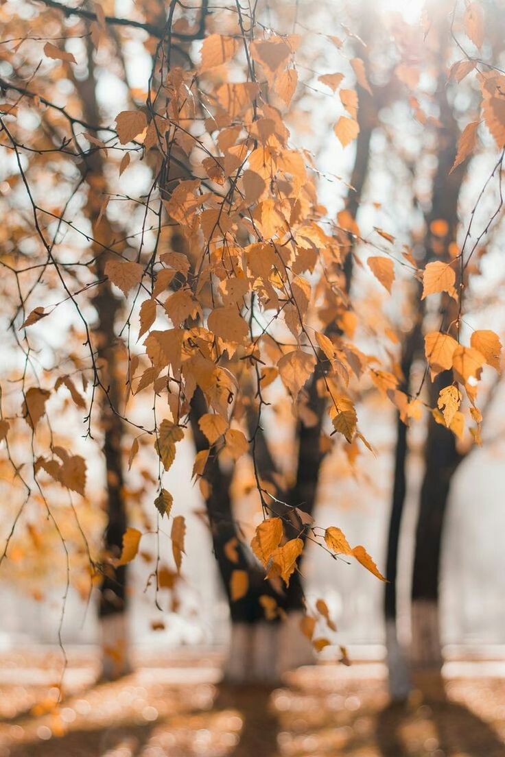 autumn, tree, plant, plant part, leaf, change, branch, beauty in nature, day, nature, no people, selective focus, growth, focus on foreground, outdoors, close-up, tranquility, sunlight, leaves, orange color, autumn collection, natural condition