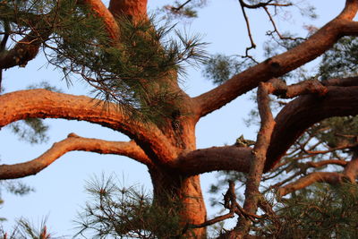 Low angle view of tree against sky