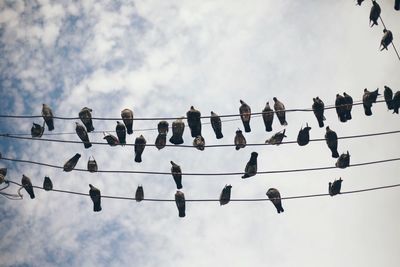 Low angle view of birds perching on cable against sky