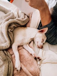 Close-up of dog sleeping on bed at home