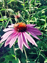 Close-up of insect on purple coneflower