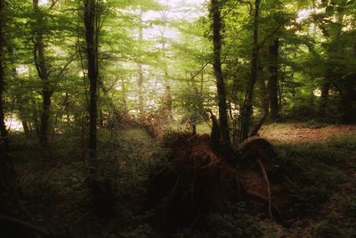 Trees in forest