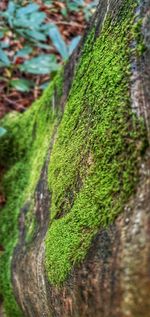 Close-up of moss growing on tree trunk