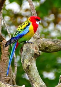 Close-up of bird perching on branch