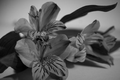 Close-up of flower against blurred background