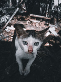 Close-up portrait of a cat